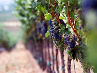 Vineyards For Sale in France