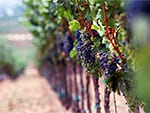 Vineyards For Sale in France